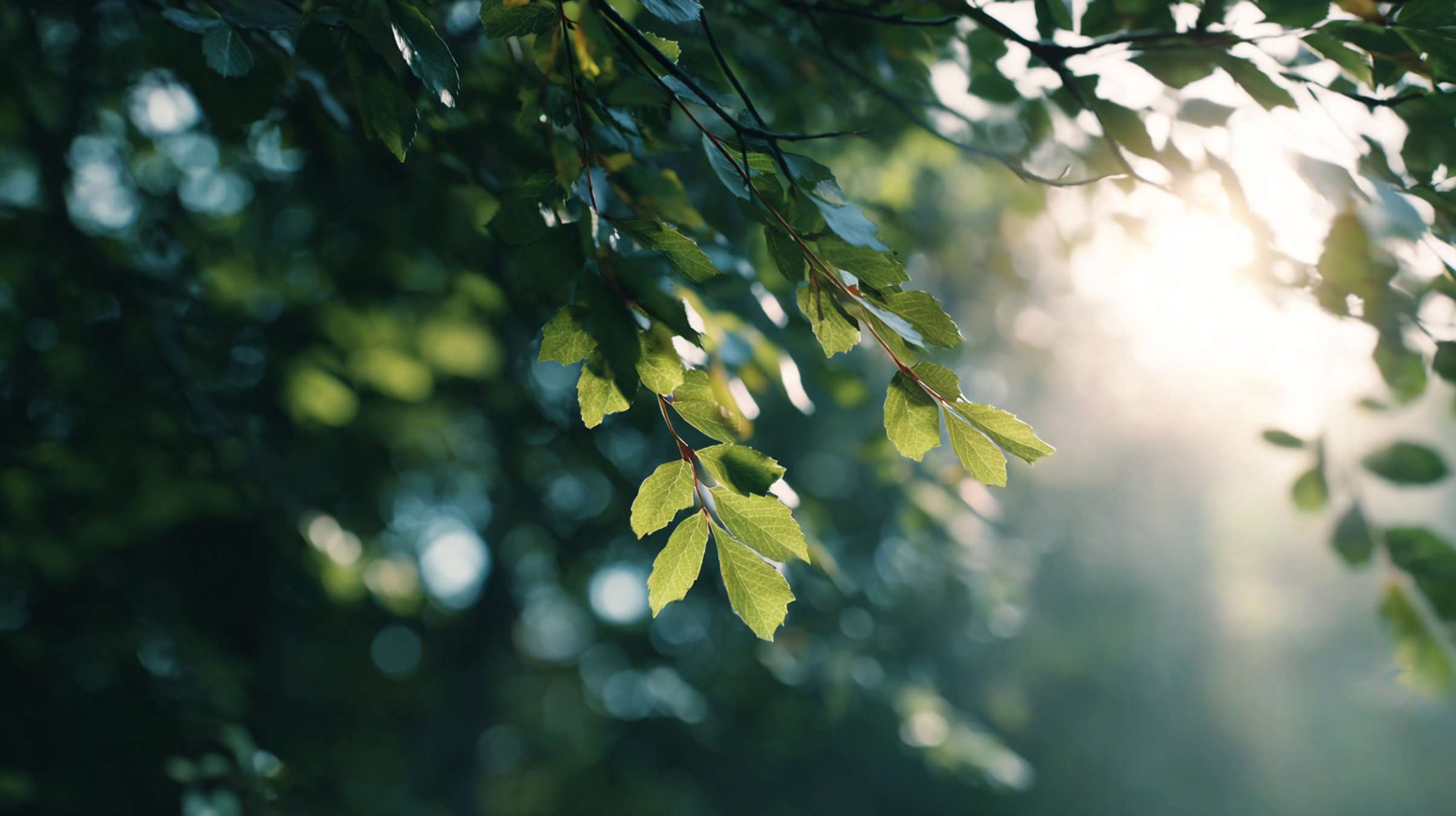 tranquilité sous les arbes